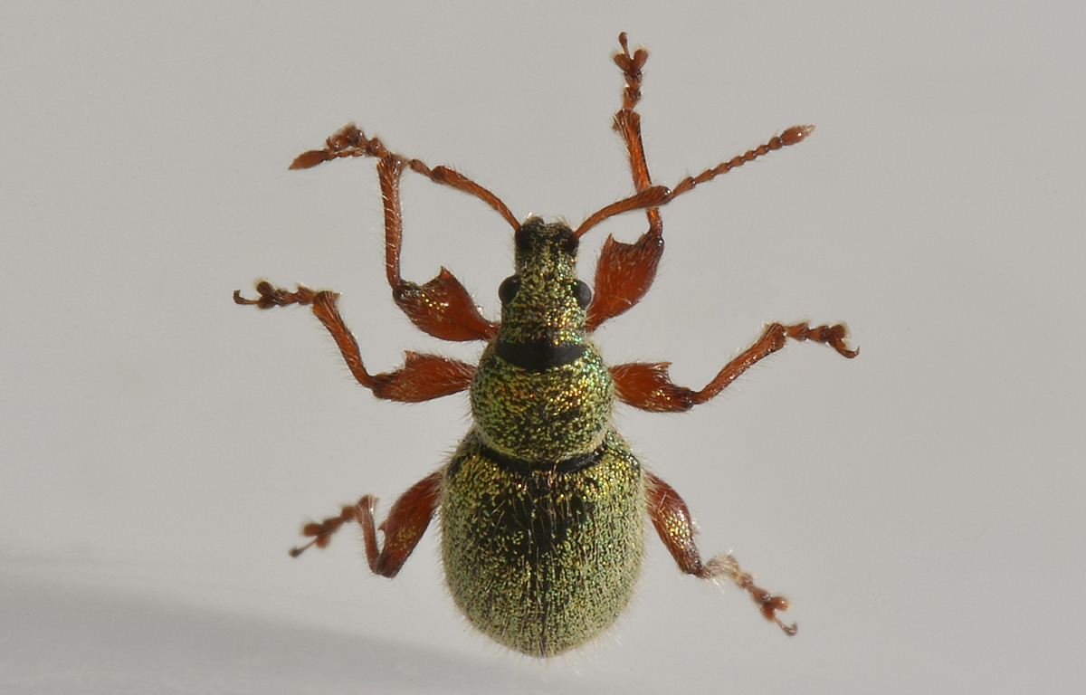 Curculionidae:  Phyllobius argentatus?  No, Phyllobius etruscus